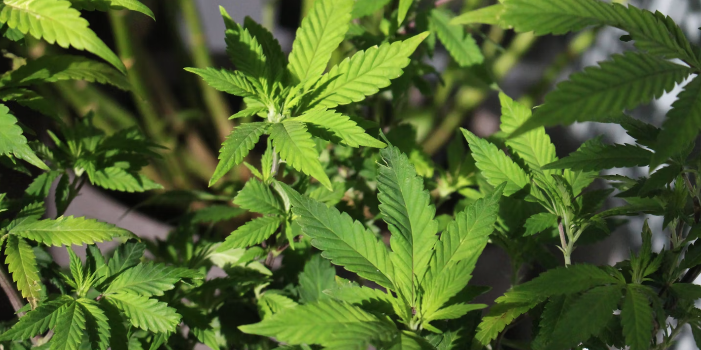 Costa Rica legalizes medicinal marijuana use, hemp growing
